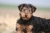 WELSH TERRIER 062